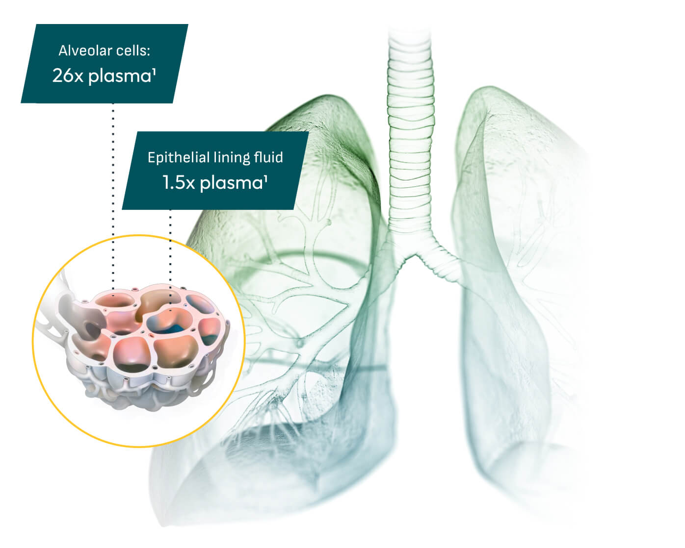 Image showcasing NUZYRA’s concentration rates in plasma, epithelial lining fluid, and alveolar cells