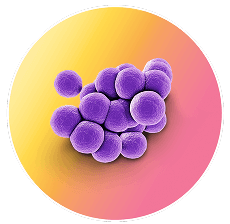 A graphic illustration representing S. aureus including MRSA pathogen