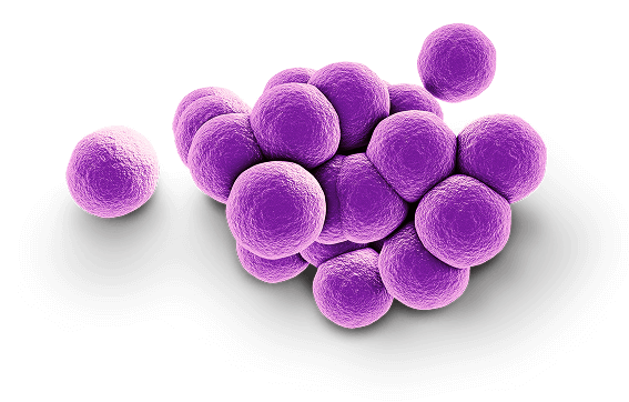 Image representing the perceived image of MRSA pathogen
